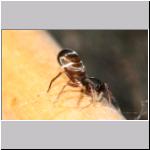 Synageles venator - Springspinne 03 4mm.jpg